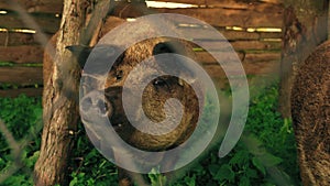 closeup shot of Mangalica pig eating, a Hungarian breed of domestic pig with a thick and woolly coat