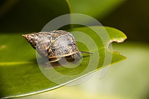 Closeup shot of a mangrove periwinkle snail crawling on a green plant leaf with blur background