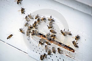 Closeup shot of many bees at the entrance of a wooden beehive in an apiary