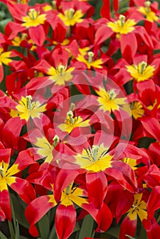 Closeup shot of many blooming beautiful vibrant red yellow flowers