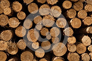 Closeup shot of many cut wooden logs - nature abuse concept