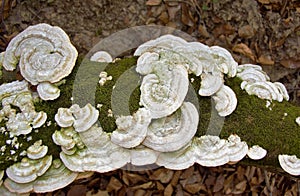 Closeup shot of many mushrooms on a mossy branch