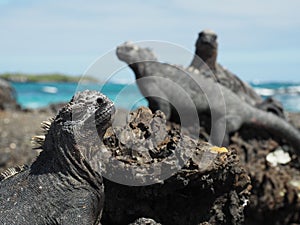 Closeup shot of marine iguanas on rocks