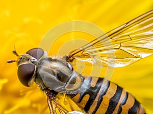 Marmalade hoverfly pollinating yellow flower photo