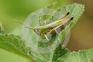 Closeup shot of a meadow grasshopper, Pseudochorthippus parallelus, ready to jump off a green leaf