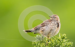 Closeup shot of a Meadow Pipit bird settled on a pine tree during daytime