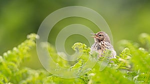 Closeup shot of a Meadow Pipit bird from Wales, Ynys Lochtyn