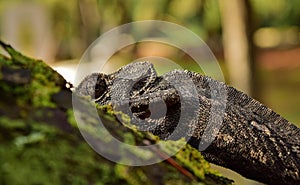 Closeup shot of a Mediterranean Chameleon climbing up a tree trunk in the Maltese Islands