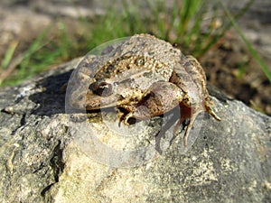 Closeup shot of a Mediterranean painted frog beside a leaf on a rock