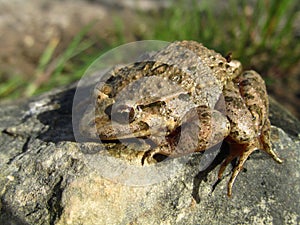 Closeup shot of a Mediterranean painted frog on a rock