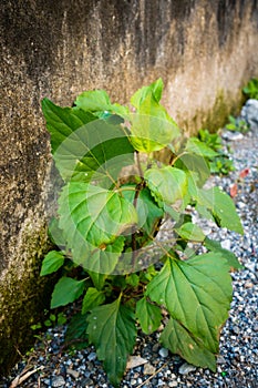 A closeup shot of Mexican devil plant growing on a concrete wall . Ageratina adenophora, commonly known as Crofton weed.