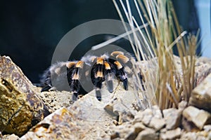 Closeup shot of a Mexican redknee tarantula, Brachypelma smithi