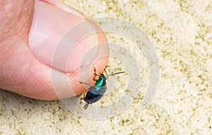 Closeup shot of a Mint beetle on a person's finge photo