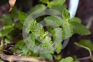 Closeup shot of mint herb plant leaves