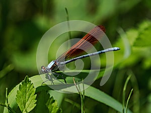 Closeup shot of a Mnais copper winged damselfly on a leaf in a forest near Yokohama, Japan