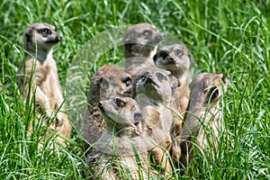 Closeup shot of a mob of meerkats on the green grass