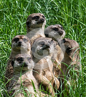 Closeup shot of a mob of meerkats on the green grass