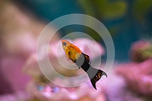 Closeup shot of a mollies yellow fish on the aquarium