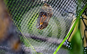 Closeup shot of a monarch butterfly in a cocoon on a net