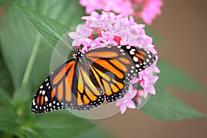 Closeup shot of a monarch butterfly with wings spread feeding on pink santan flowers