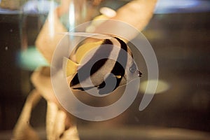 Closeup shot of a Moorish Idol fish underwater with a blurred background