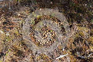 Closeup shot of the moose droppings in the forest