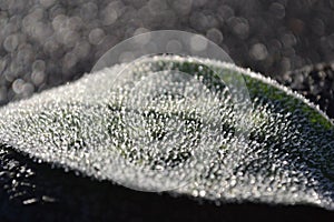 Closeup shot of the morning dew frozen on the green leaf on the blurred background
