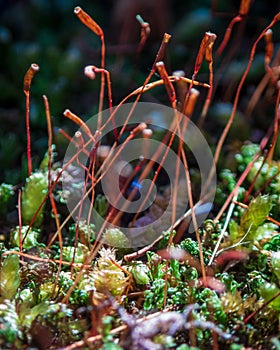 Closeup shot of moss with spore fruiting heads