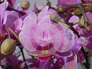 Closeup shot of a moth orchid