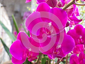 Closeup shot of a moth orchid