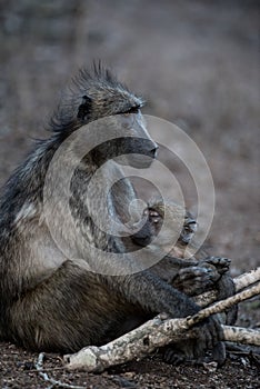 Closeup shot of a mother baboon monkey hugging her baby