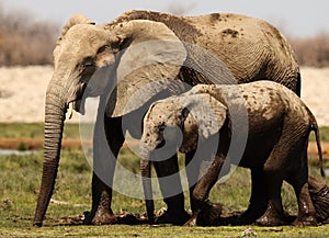Closeup shot of a mother and baby elephant walking on a savanna plain