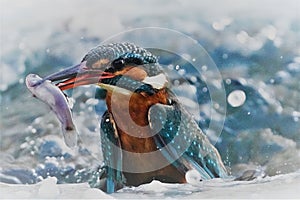 Closeup shot in motion of kingfisher bird hunting a fish in splashy waters of the river on sunny day