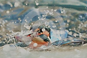 Closeup shot in motion of kingfisher bird hunting a fish in splashy waters of the river on sunny day