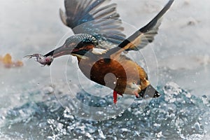 Closeup shot in motion of kingfisher bird with wide open wings hunting fish in river on sunny day