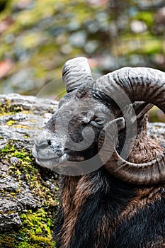 Closeup shot of a Mouflon ram having big horns with wet rocks in background