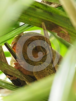 Closeup shot of a Mouse lemur on the tree