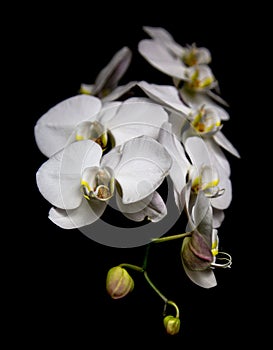 Closeup shot of multiple moth orchid flowers isolated against a dark black background.