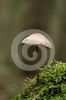 Closeup shot of a mushroom grown in the forest on the blurred background
