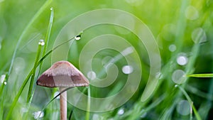 Closeup shot of a mushroom surrounded by green grass and early morning dew