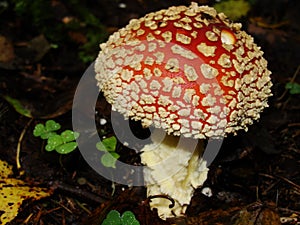 A closeup shot of mushrooms in autumn forest . Autumn northern forest. mushroom orange red fly agaric.Fly agaric and moss.