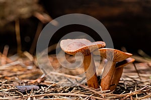 Closeup shot of mushrooms in a pine forest plantation in Tokai Forest, Cape Town, South Africa