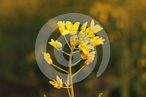 Closeup shot of mustard flower from Punjab