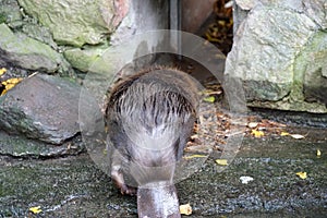 Closeup shot of a mustelids photo