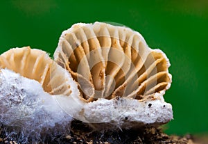 Closeup shot of a musty fungus on green background