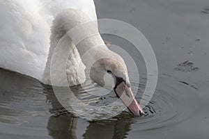 Closeup shot of a mute swan drinking water