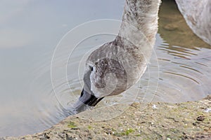 Closeup shot of a mute swan drinking water