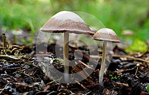 Closeup shot of mycene mushroom on the ground photo