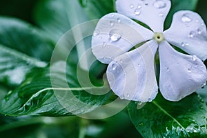 Closeup shot of natural, Periwinkle Vinca minor a summer flowe