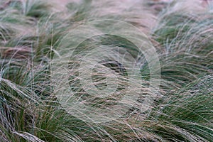 Closeup shot of needlegrass blowing in the wind on a field